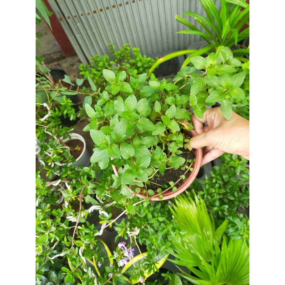 Cây Bạc hà Âu Euro mint- bạc hà thơm
