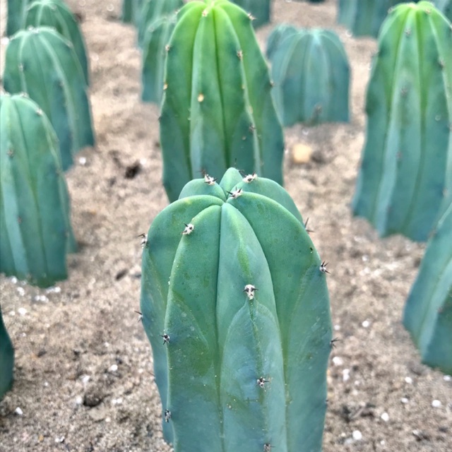 Xương rồng trụ Mytilo