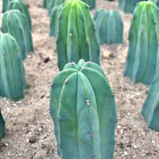 Xương rồng trụ Mytilo