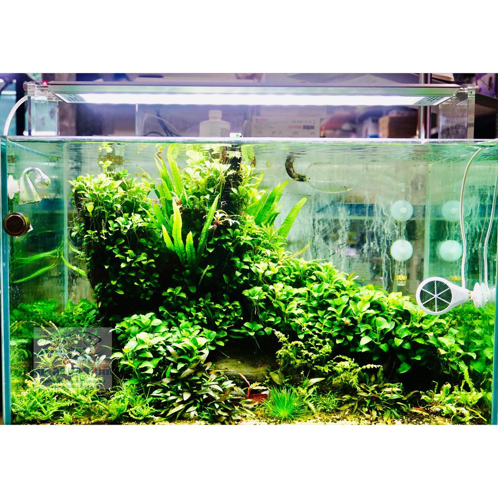 ĐÈN WEEK AQUA M PRO CHO BỂ CÁ CẢNH, THUỶ SINH