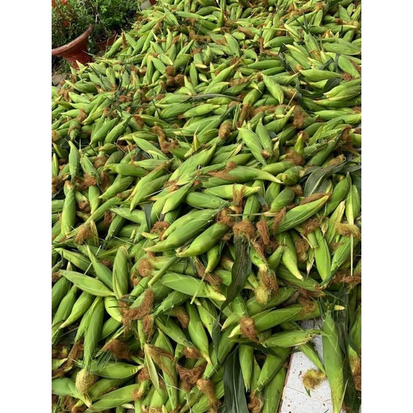 Bắp mỹ 1 trâi