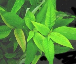 ĐẠI LIỄU  7 CÂY KHÔNG CẦN CO2