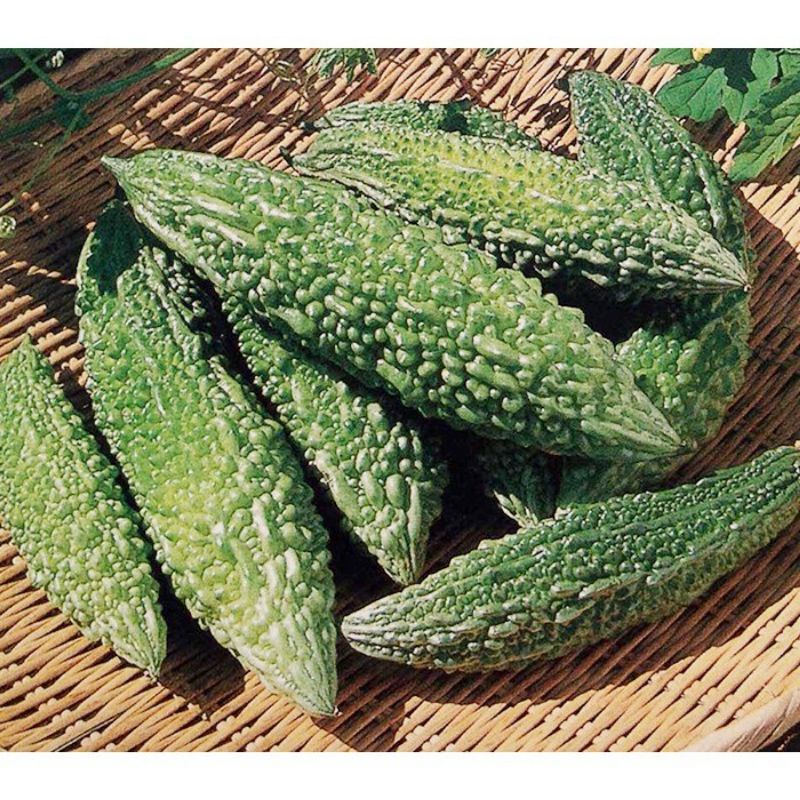 RD Hạt giống khổ qua xanh Santa - Dễ trồng , năng suất cao.