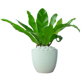 Cây Tổ Phụng