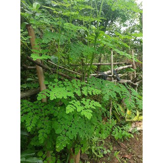 Cây chùm ngây gốc( ảnh thật)