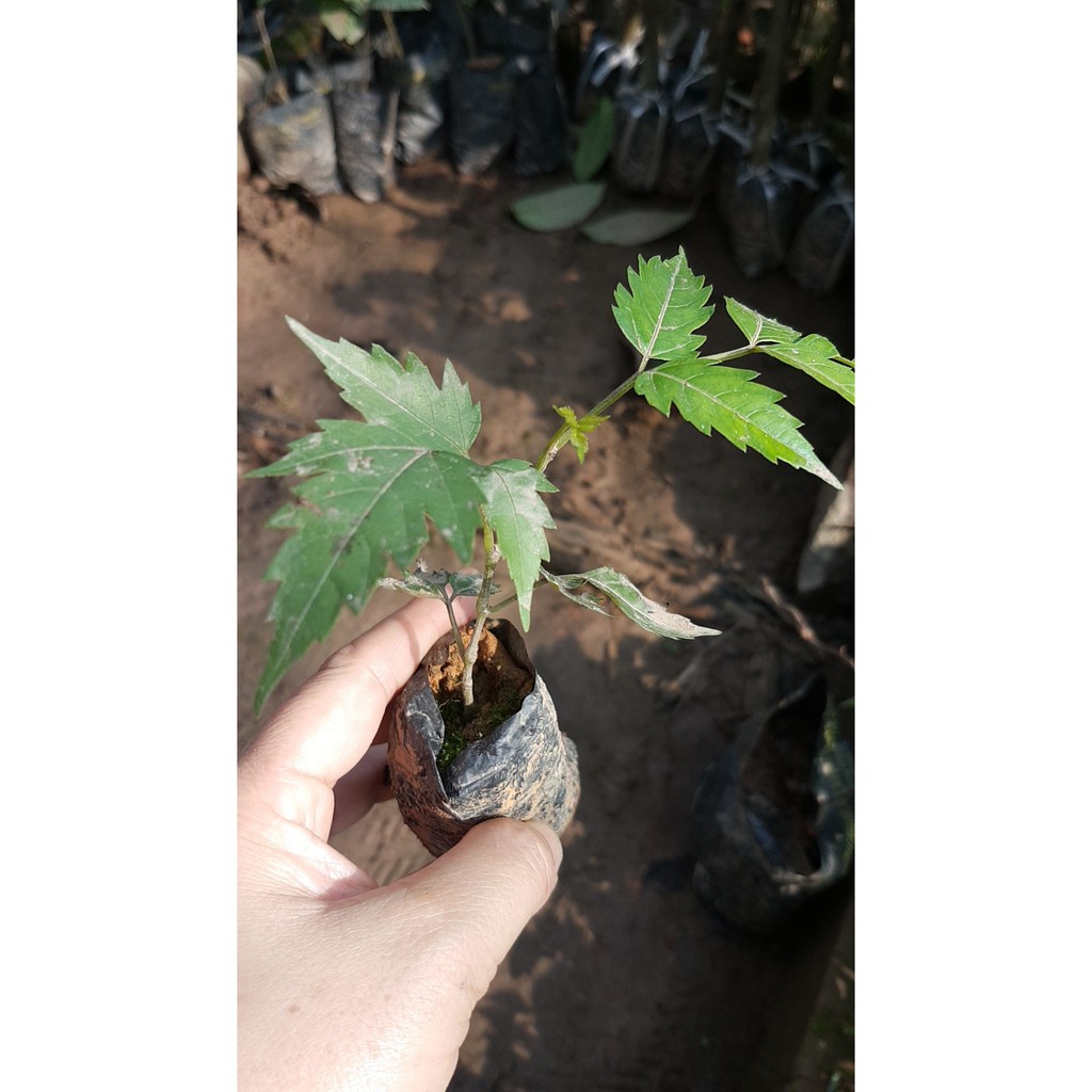 Cây Chè dây chuẩn xịn gửi cây trong bầu