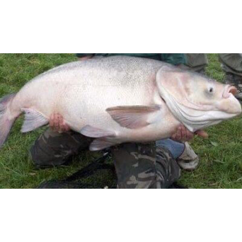 Mồi câu cá Mè trộn sẵn gói 420gram câu cá siêu nhạy