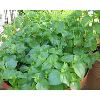 200 hạt giống rau càng cua