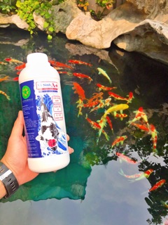 Chế phẩm vi sinh A+ 1lít