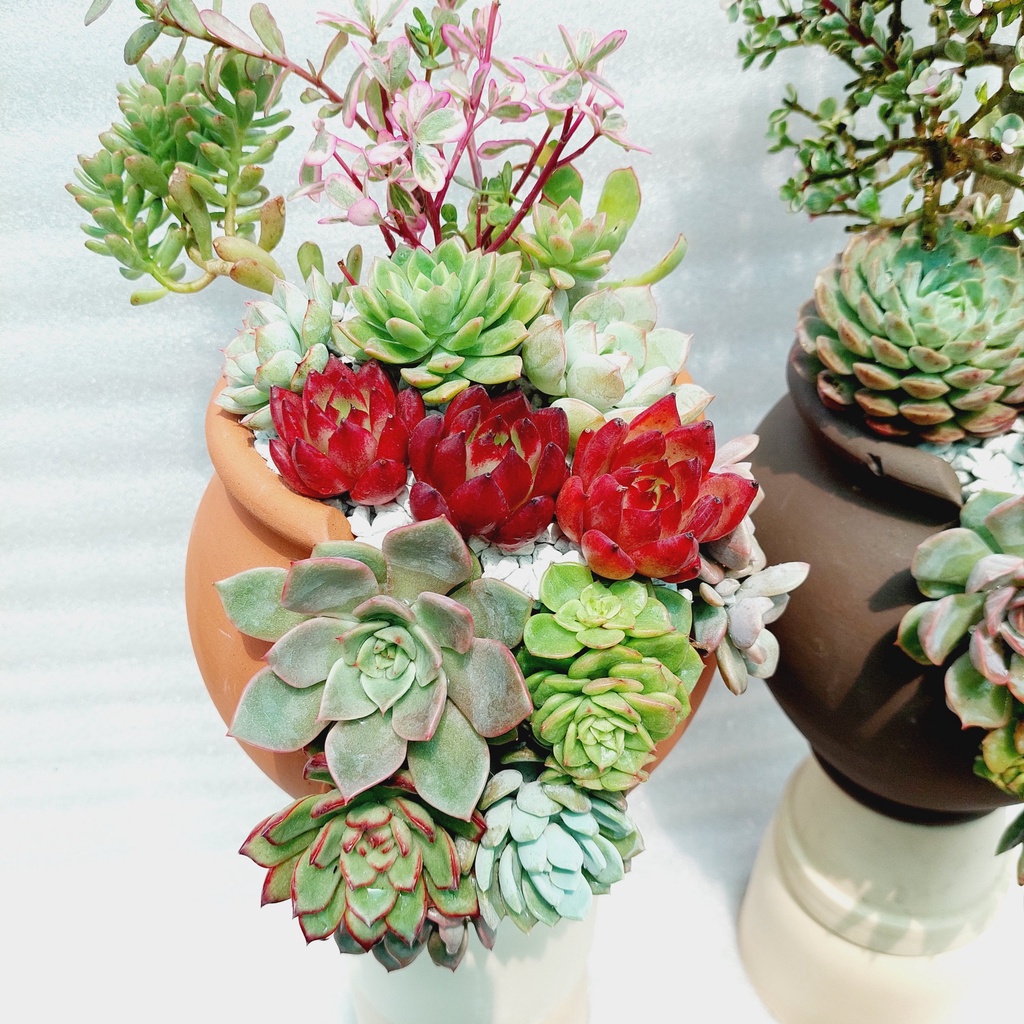 Chậu đất nung, Chậu sen đá - Chum cao cắt vân mây, miệng chậu 14cm, chiều cao 20cm