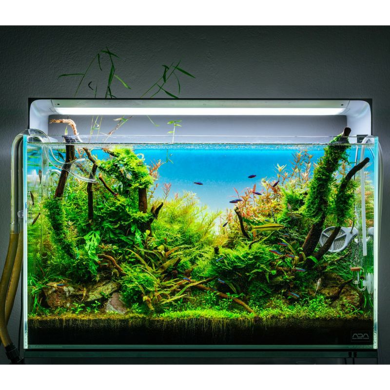 Decal dán bể cá phong cách ADA Skyopen