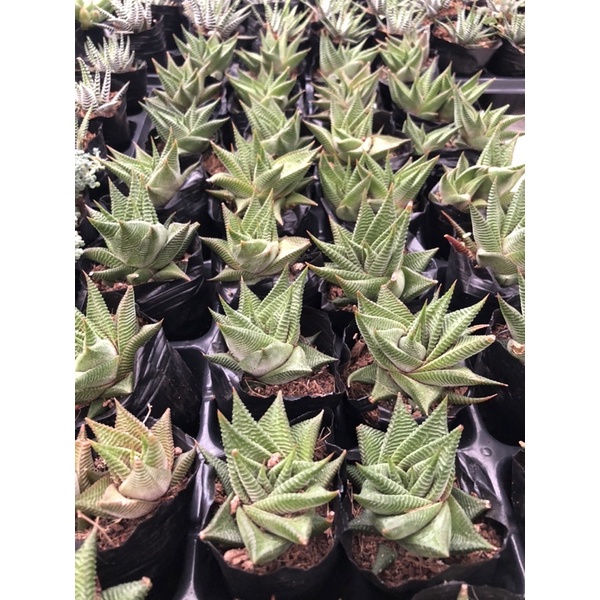 Sen đá móng rồng xoáy size bầu 6cm Hư 1 Đổi 1