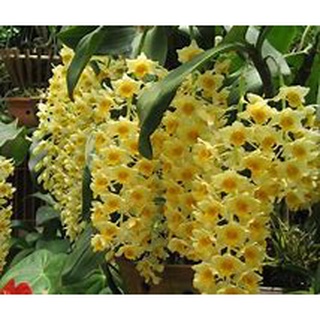 Lan kiều vàng dễ trồng sai hoa
