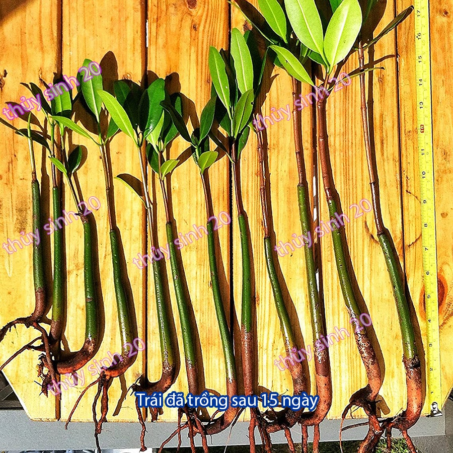 Cây Thủy Sinh -Trái Đước - Biotope -thủy sinh độc lạ