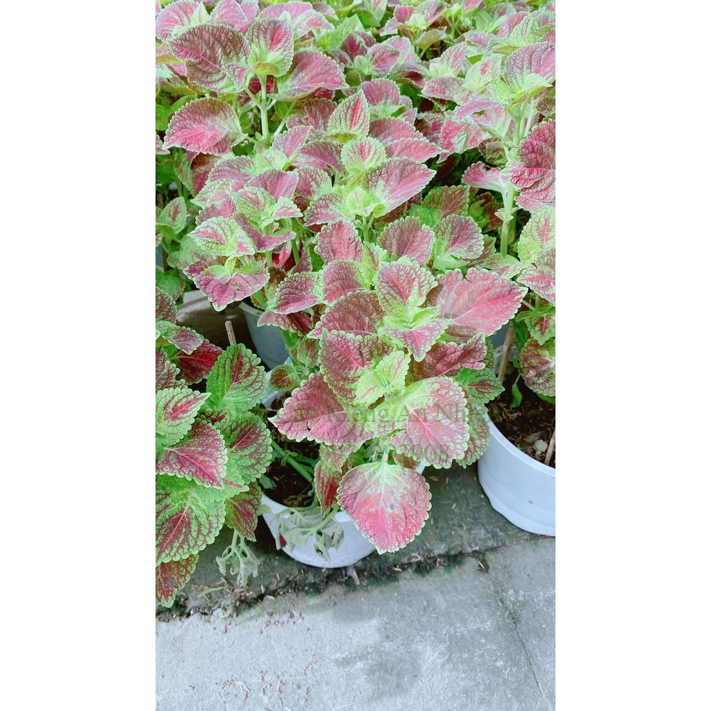 Chậu Cây Lá Gấm