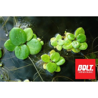 Combo Betta Food 12 DLVD - Thức ăn cho cá