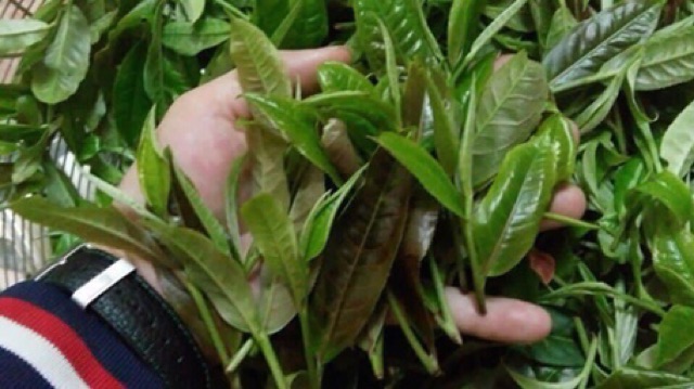 0,5kg chè Shan tuyết Sa Pa loại 1