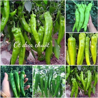 HẠT GIỐNG ỚT DƯA CHUỘT HÀN QUỐC