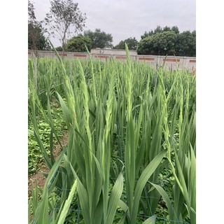 Củ Hoa Lay Ơn Chất Lượng Cao Đủ Màu