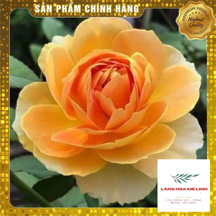 Hoa Hồng Ngoại (Bụi)  Molineux Rose màu Vàng [️ĐẸP NHẤT - SIÊU HOT️] - mùi hương mộc dược - sai hoa - dễ chăm