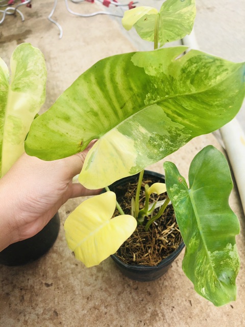 Trầu tỉ phú đột biến