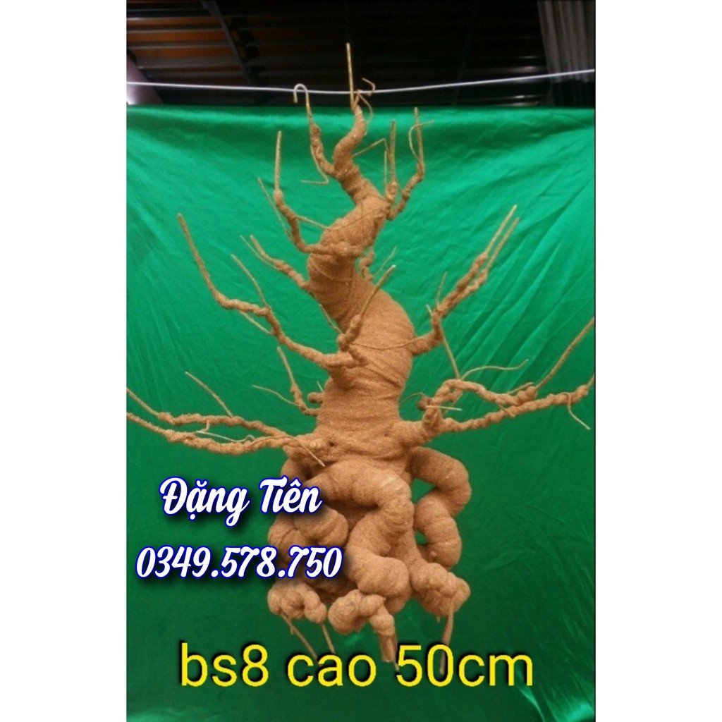 Gốc Bonsai thân nâu làm hoa kẽm nhung, hoa đá BS8