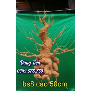 Gốc Bonsai thân nâu làm hoa kẽm nhung, hoa đá BS8