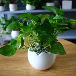 Trầu Bà Thái