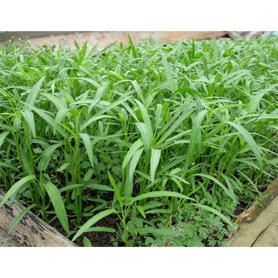 500g Hạt giống Rau muống