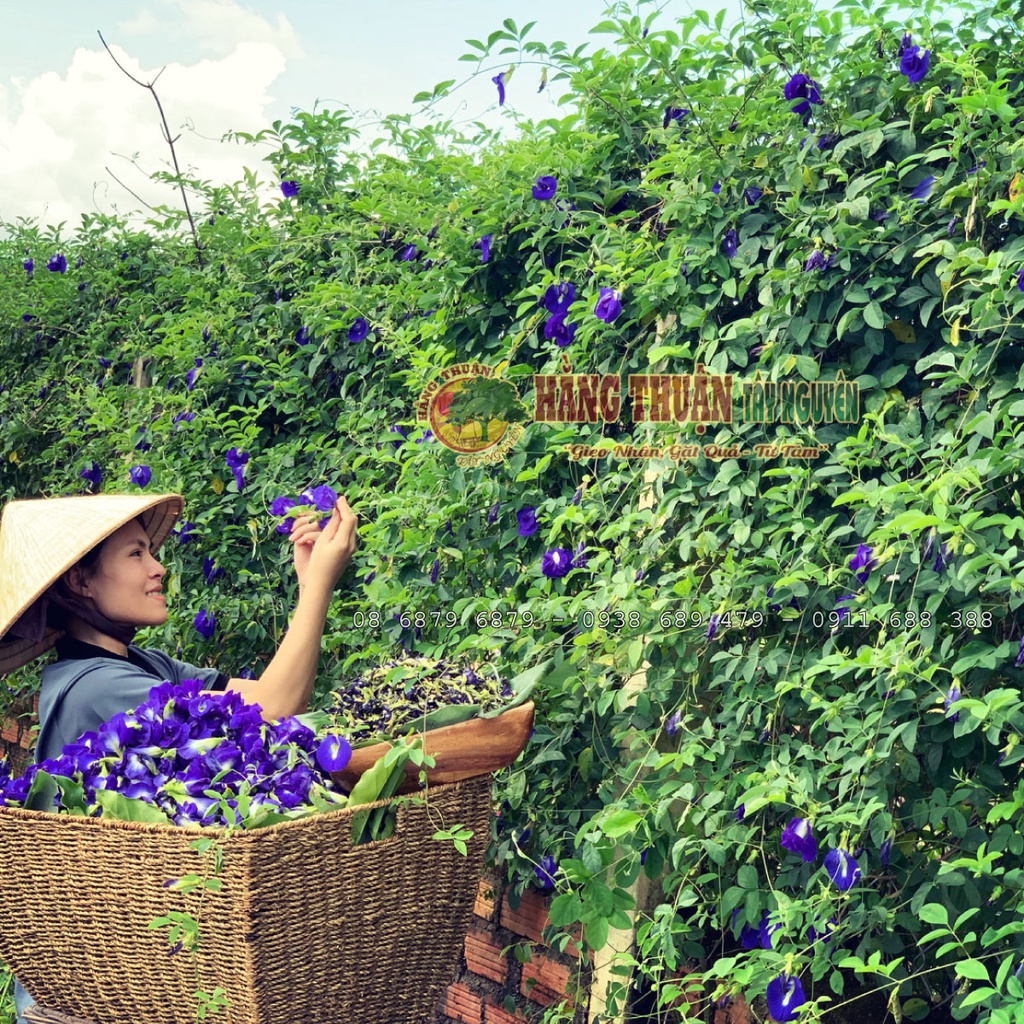 Trà Giảm Cân Detox Hằng Thuận Tây Nguyên