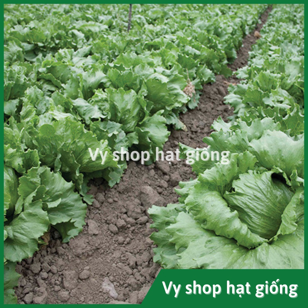 Hạt giống rau xà lách búp iceberg Thái Lan gói 5000 hạt