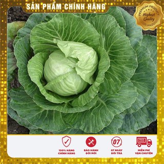 Bộ gói hạt giống Cải bắp