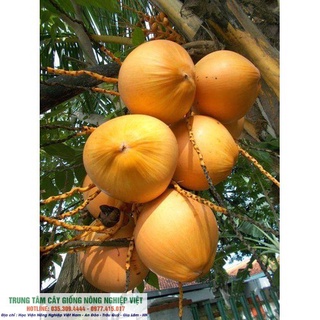 Cây Giống Dừa Đỏ
