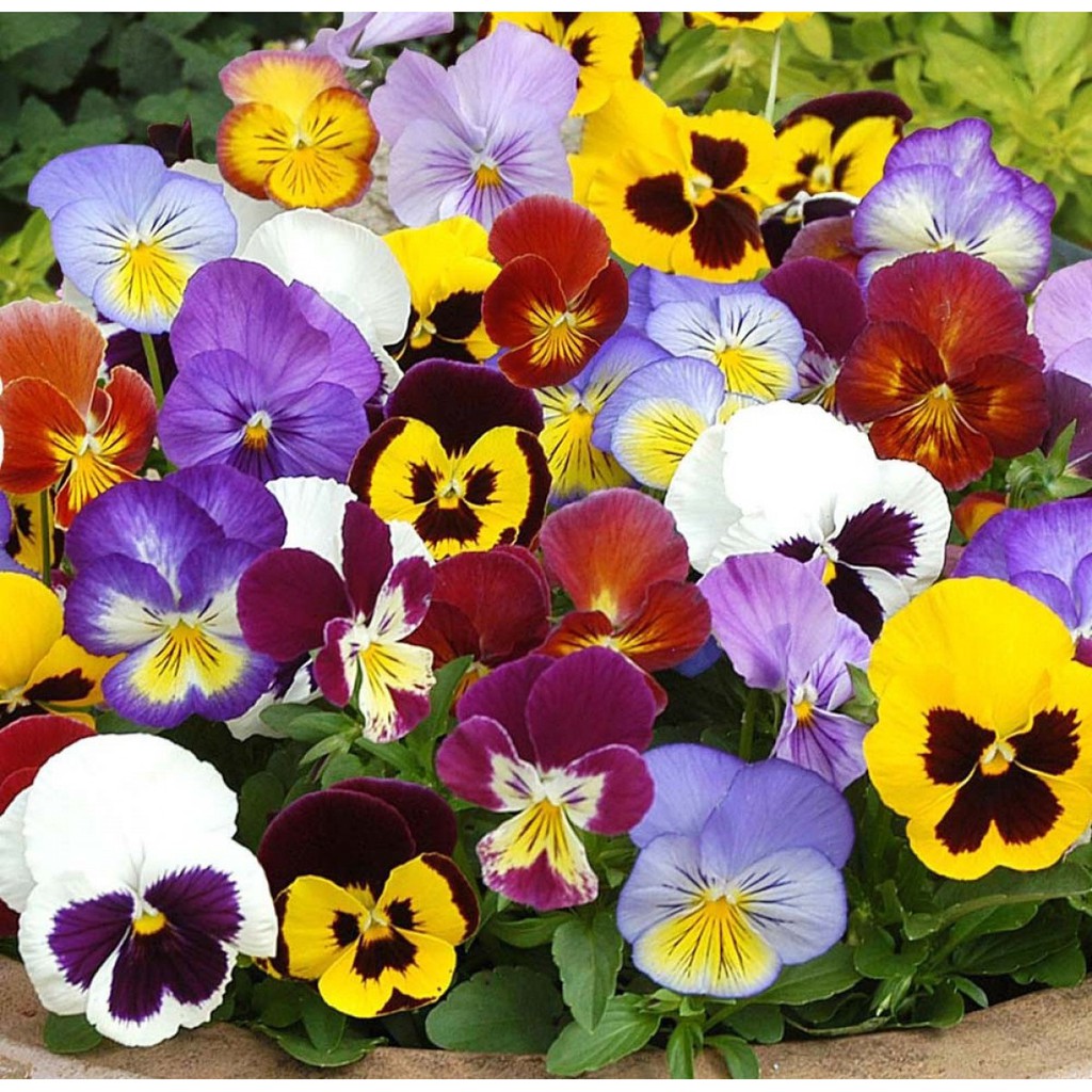 Hạt giống hoa Pansy (Viola)