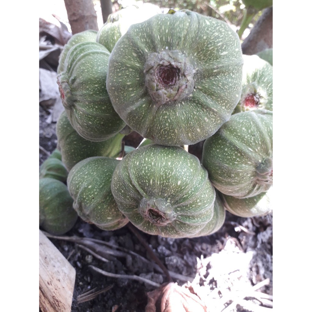 1kg trái vả Huế nhà trồng siêu sạch không qua trung gian trái tươi như hình | BigBuy360 - bigbuy360.vn