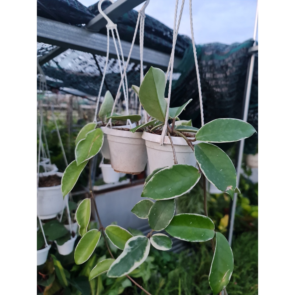 CÂY CẨM CÙ CẦM THẠCH Size Mini,, phong thuỷ mini GIÁ RẺ, lọc không khí, Cây Tươi Nguyên CTN1080
