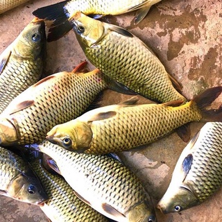Mồi chép Tàu vị dâu ( 120g)