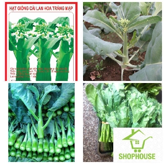 shophouse 5 gr hạt giống cải làn hoa trắng  SHOP HOUSE  TẾT KHUYẾN MẠI