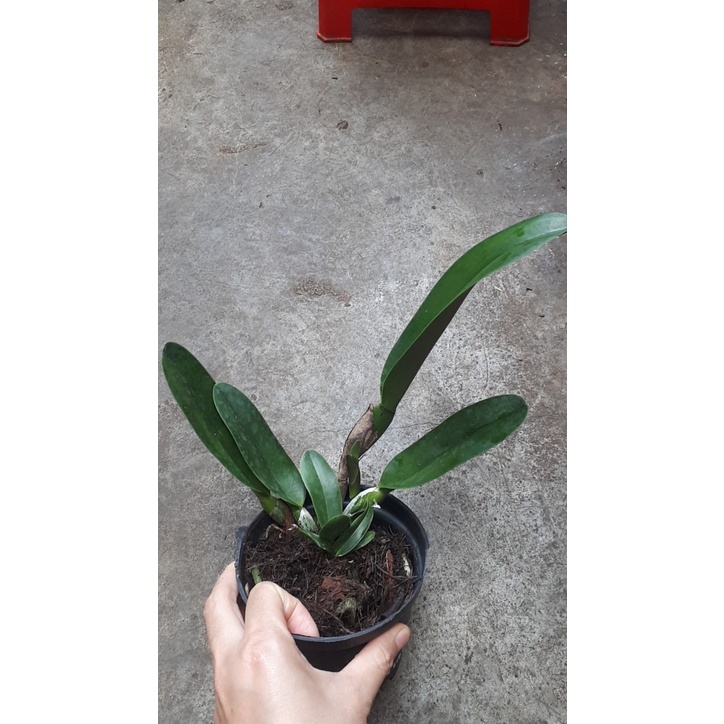 Hoa lan cattleya : VUA RỒNG