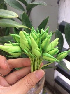 Nụ hoa cát tường-18.000₫