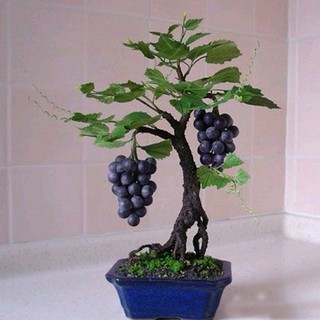 Hạt giống nho lùn pháp