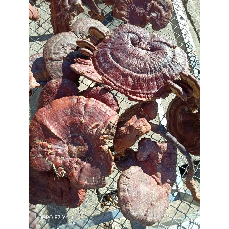 Nấm lim xanh Kon Tum