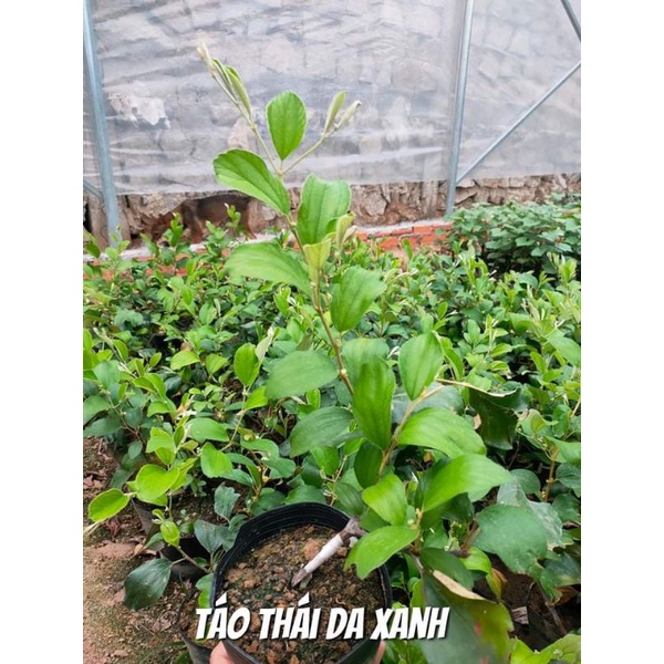 Cây Táo Da Xanh Siêu Trái