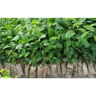 COMBO 5 CÂY GIỐNG XẠ ĐEN 70K