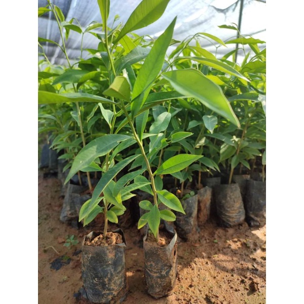 combo 3 ccây giống trầm hương (gió bầu)