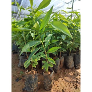 Cây giống trầm hương