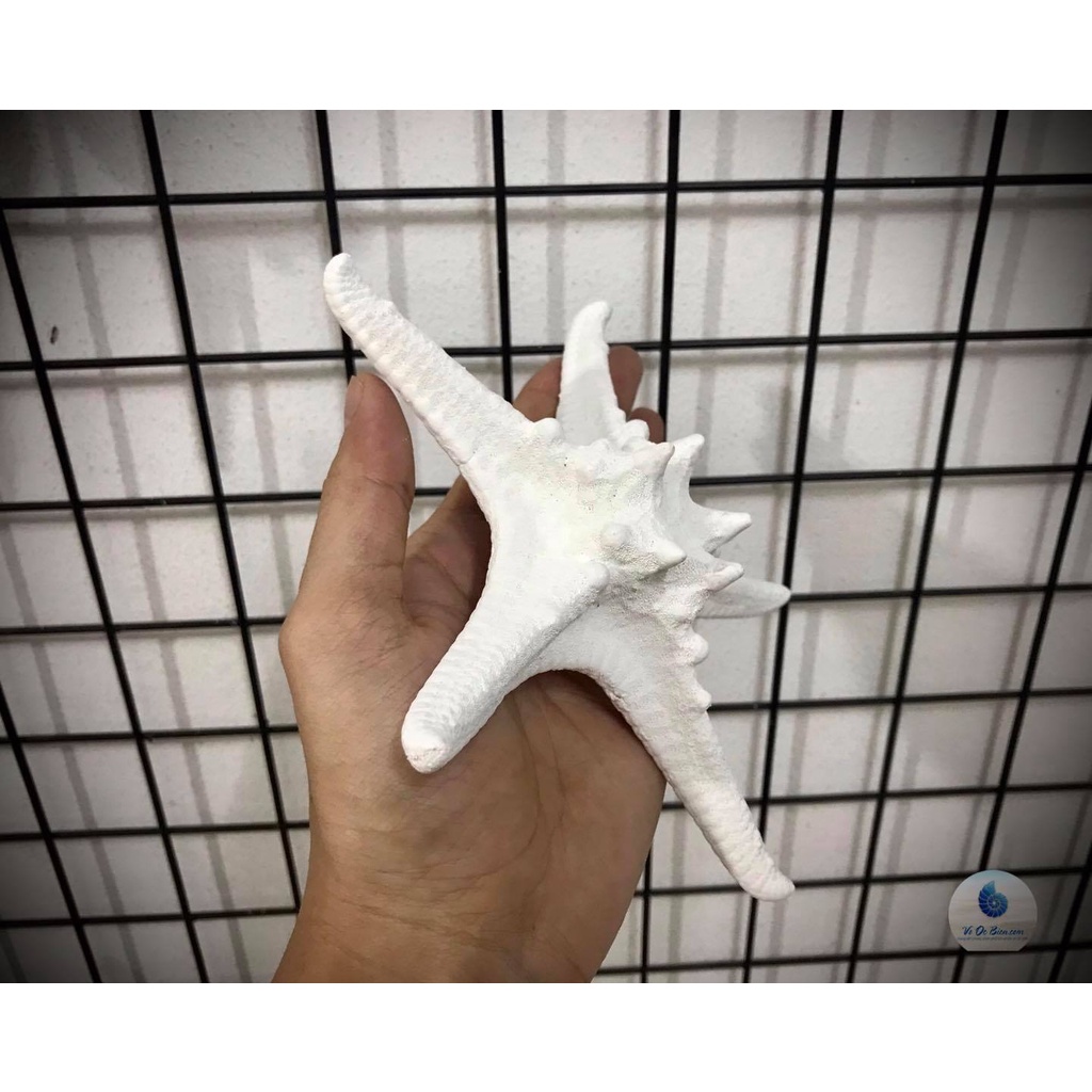 Sao Biển Gai Tự Nhiên Trang Trí