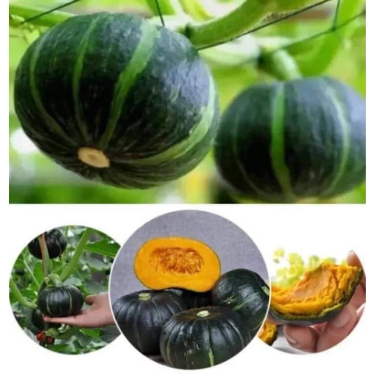 Hạt giống bí ngô mini siêu quả  .