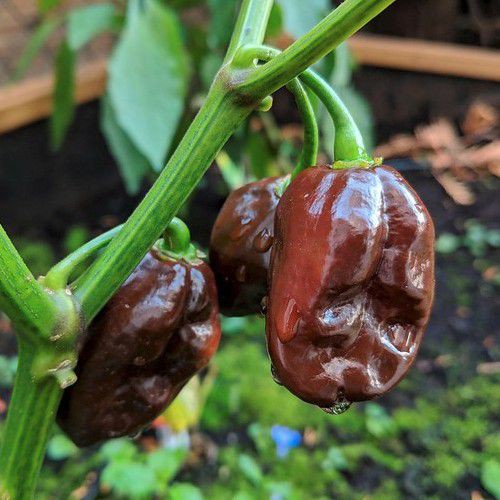 Hạt giống - Ớt Choco Habanero Ớt Habanero Sôcôla Sôcôla Hạt tiêu 15h