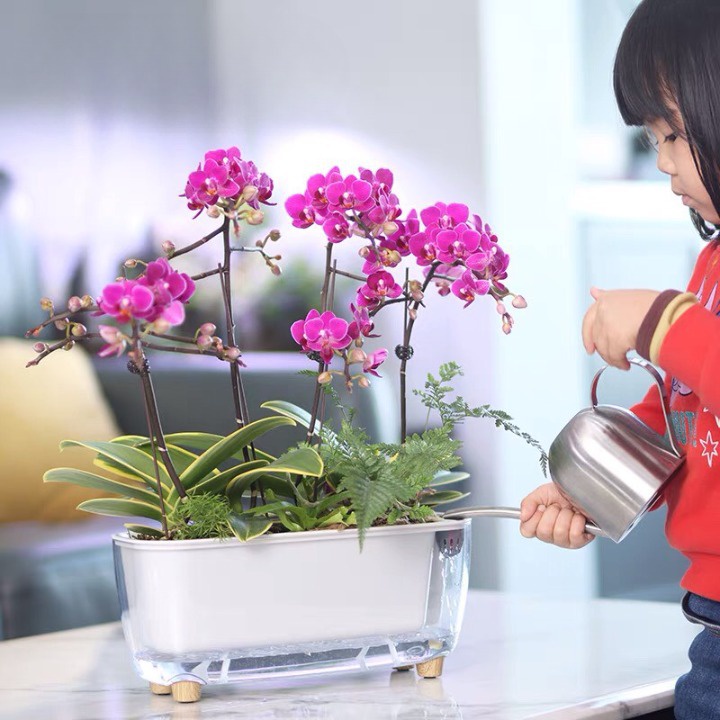 Chậu cây để bàn Oliz-Gerta 211. Chậu trồng cây thông minh tự dưỡng